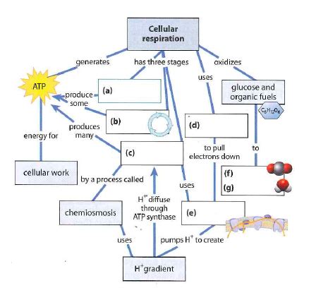 chapter 6 biology quizlet